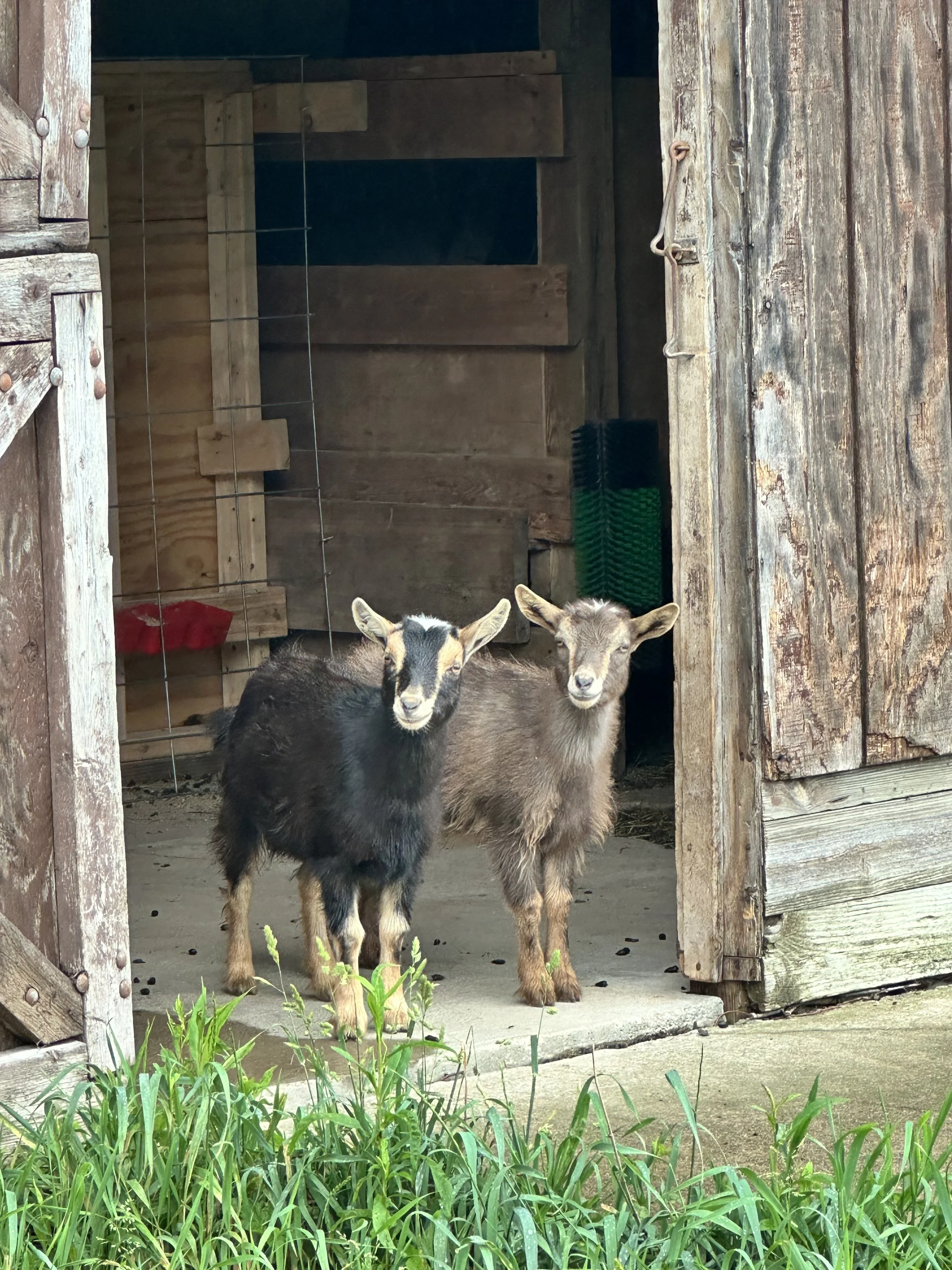 Two goats standing in front of an open wooden barn door, with green grass in the foreground.