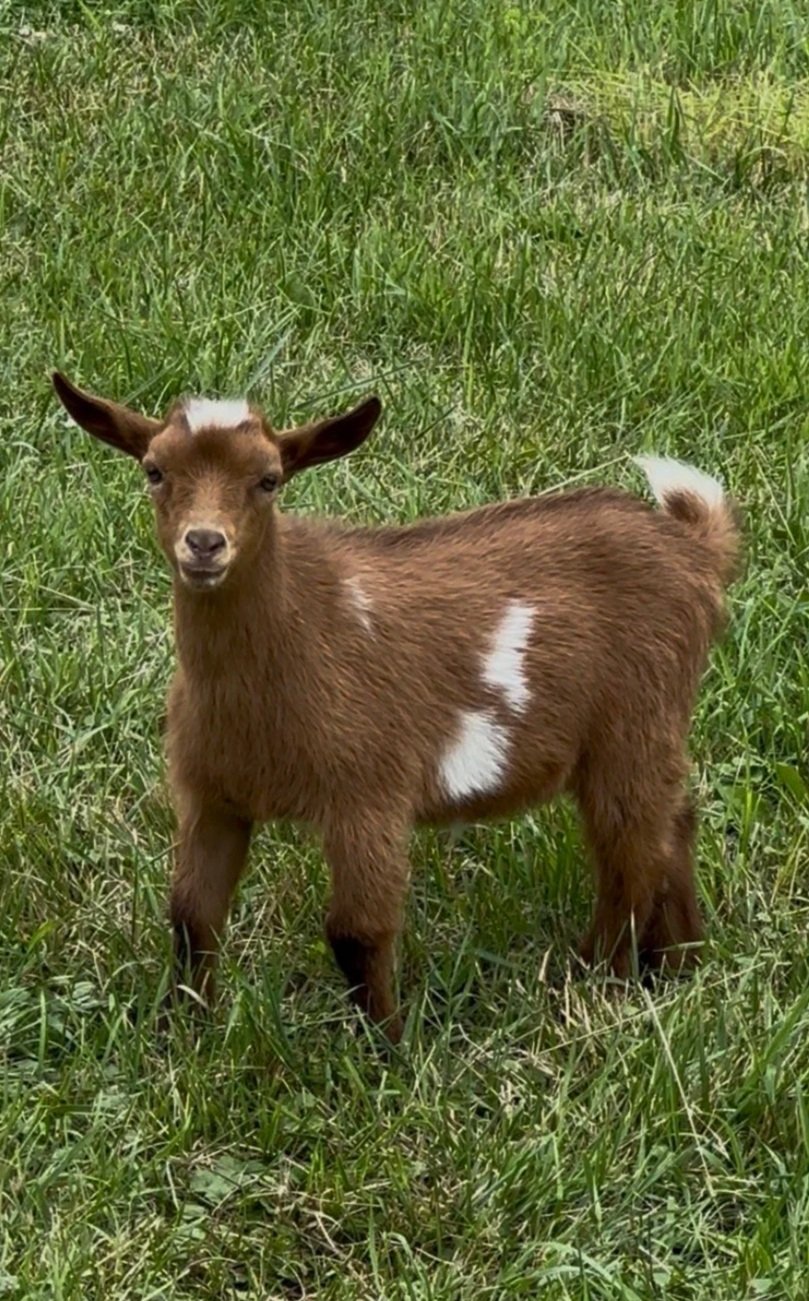 A baby goat (kid) with brown fur, white markings, and large ears, standing in green grass.
