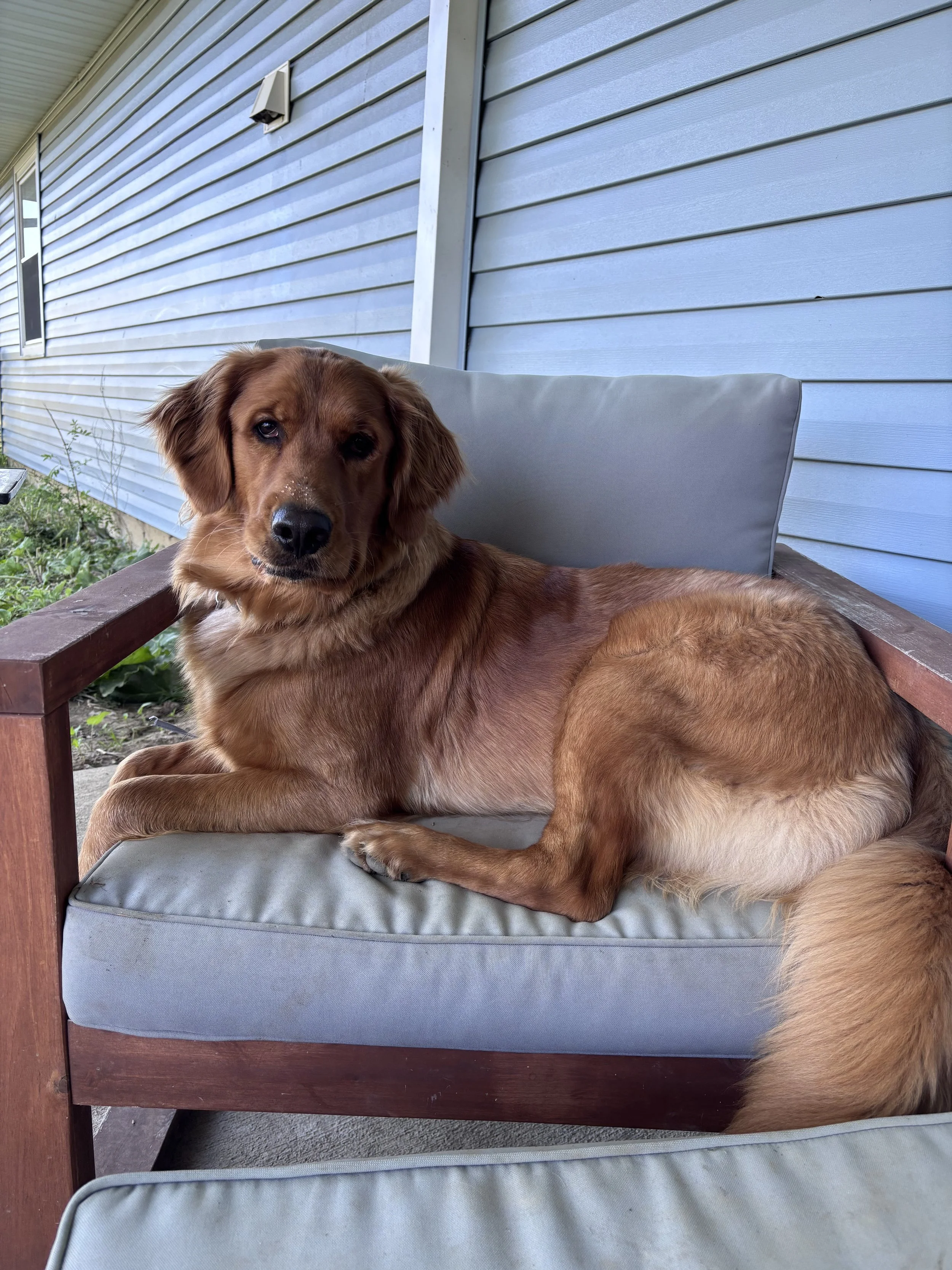 A golden retriever dog lying on a cushioned outdoor chair next to a blue house wall and window, with some grass and plants visible nearby.