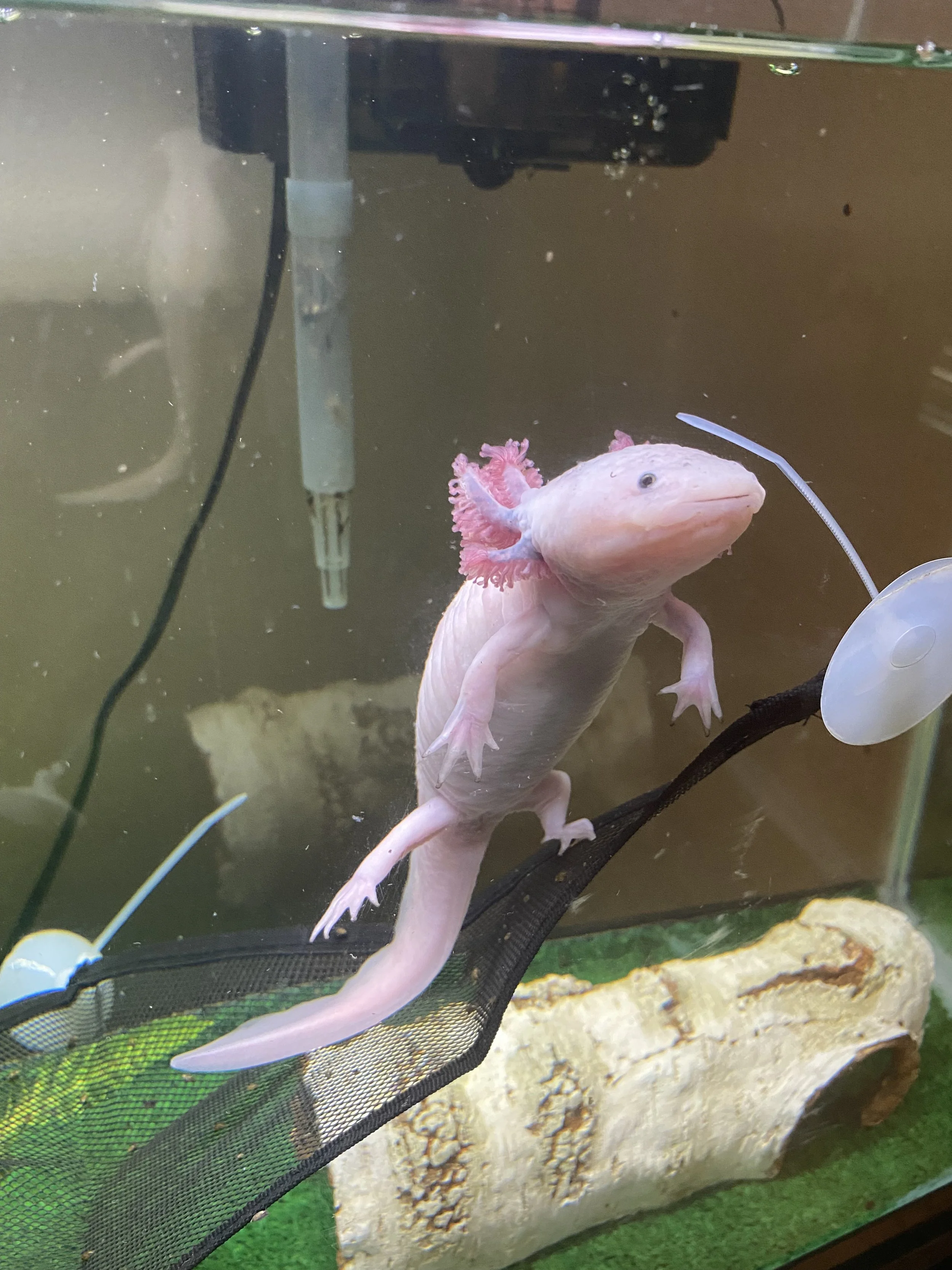 A pink axolotl with frilly gills in an aquarium tank.