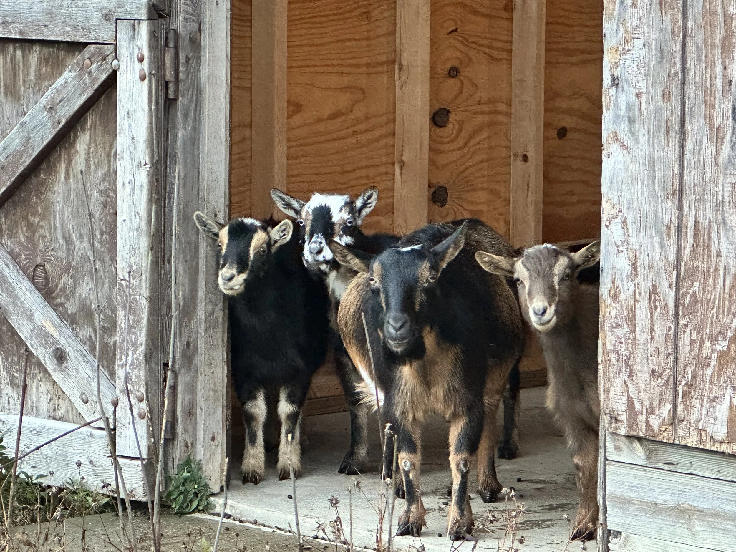 Four goats standing inside a wooden barn, with the barn's wooden walls and door in the background.