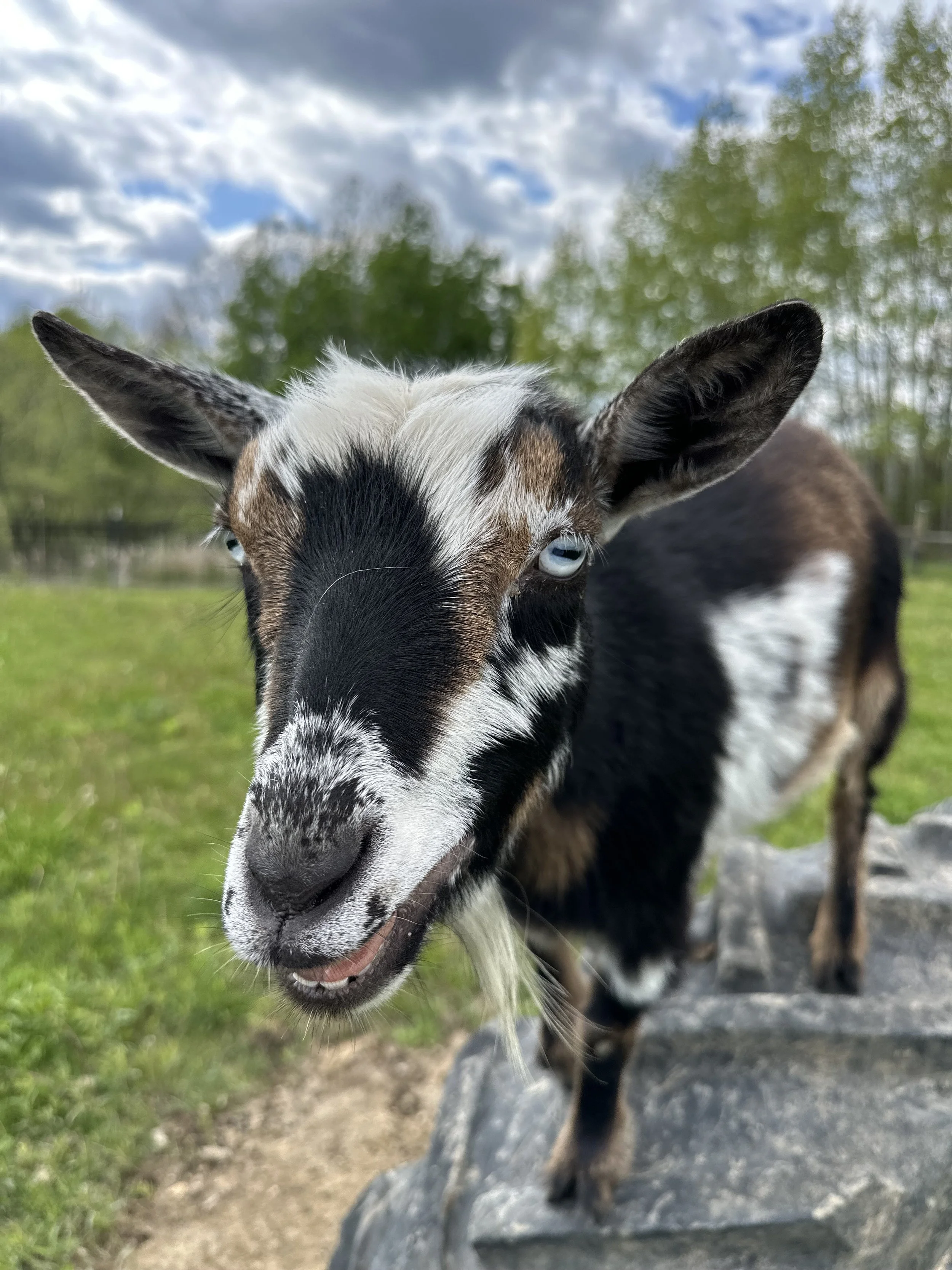 Close-up of a goat's face with white and black fur, blue eyes, and ears standing up, outdoors under a partly cloudy sky with green trees in the background.