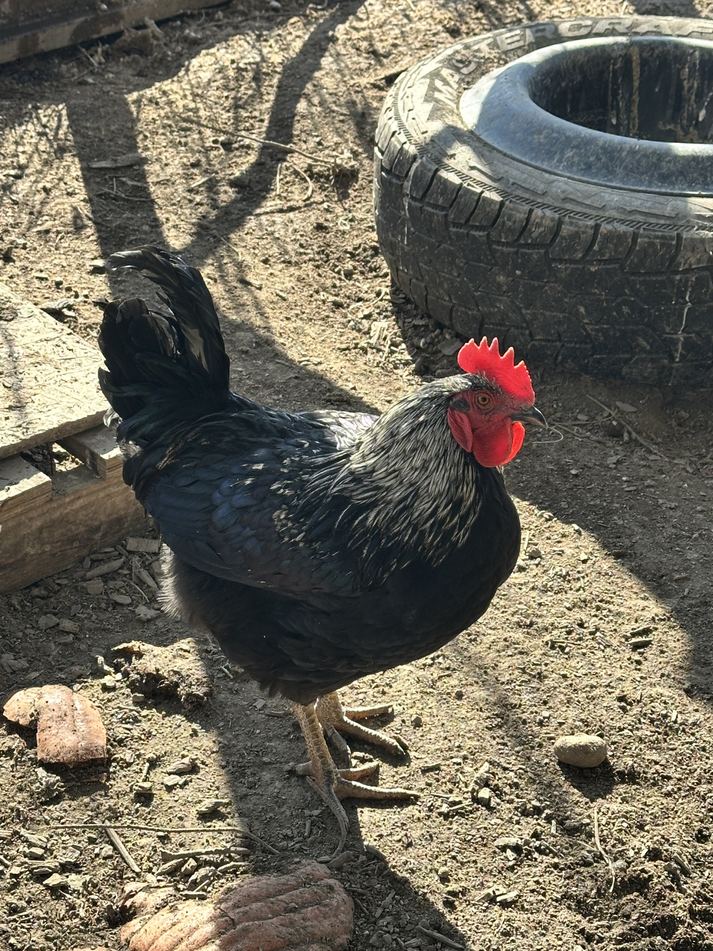 A rooster standing on muddy ground near a tire and rocks, with sunlight casting shadows.
