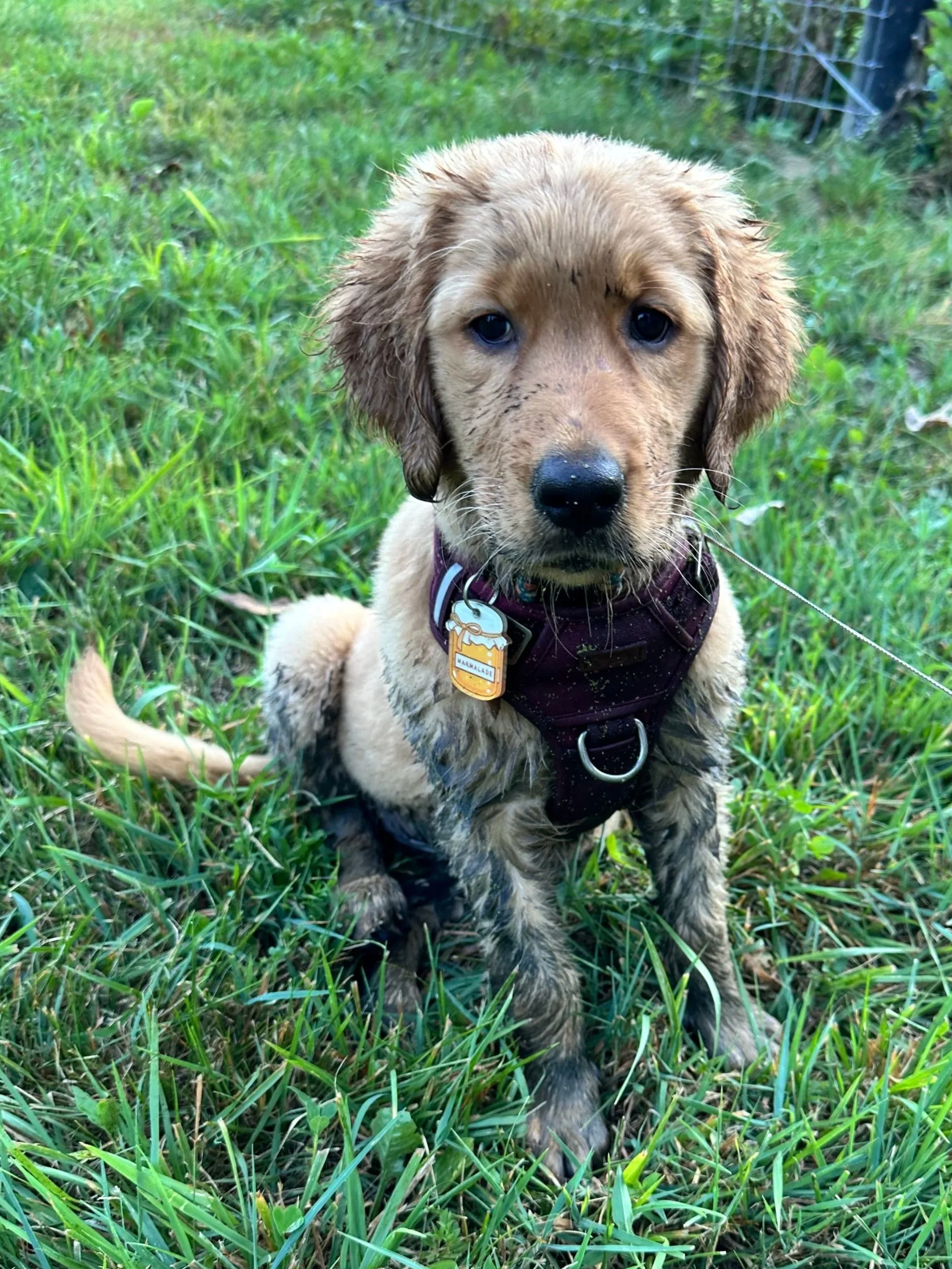 A wet golden retriever puppy sitting in lush green grass, wearing a maroon harness with a dog tag shaped like a bone, outdoors near a fence.