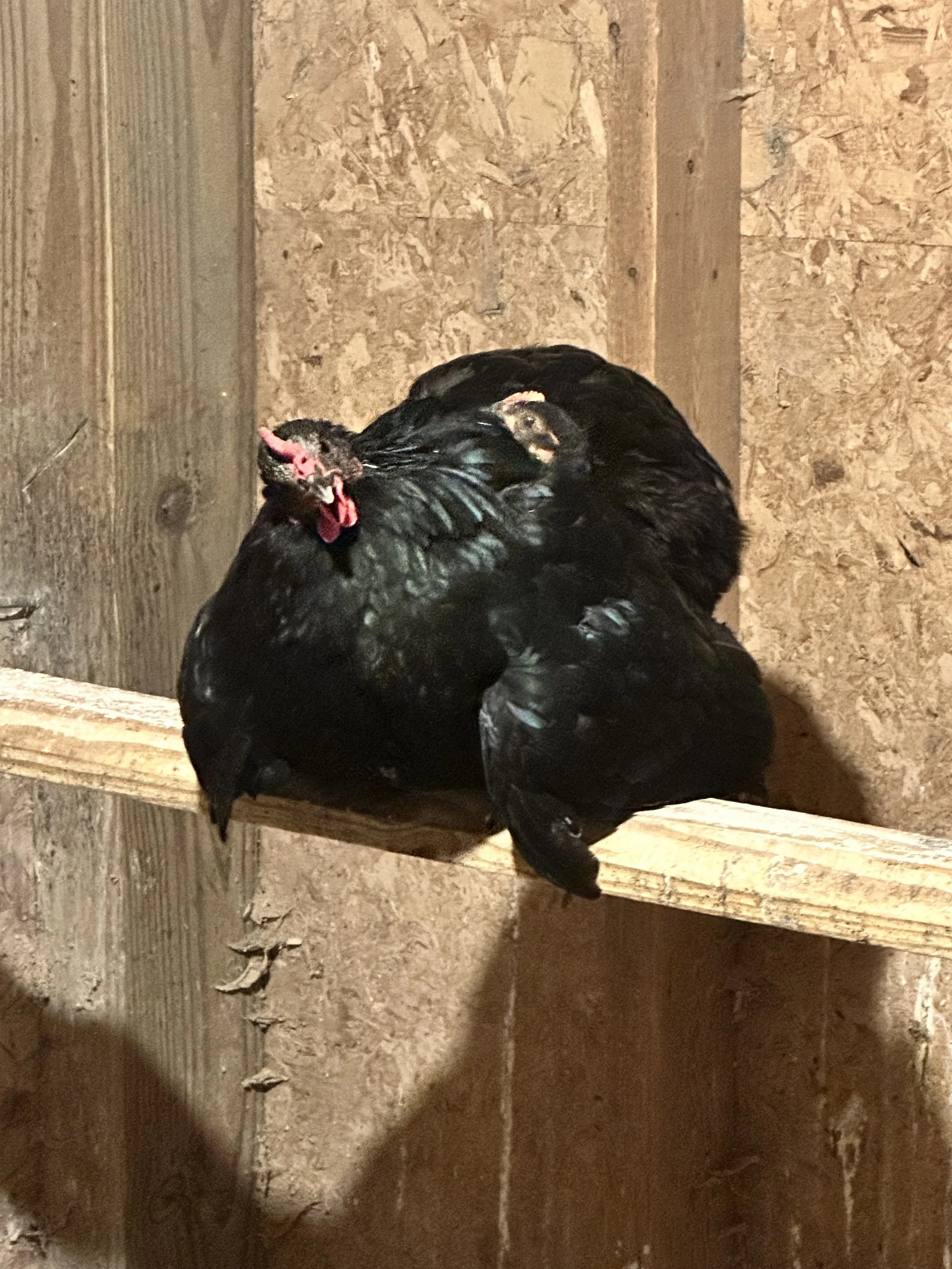 A black hen with red wattles, a grayish face, and a chick peeking out of her wing standing on a wooden board in a chicken coop.