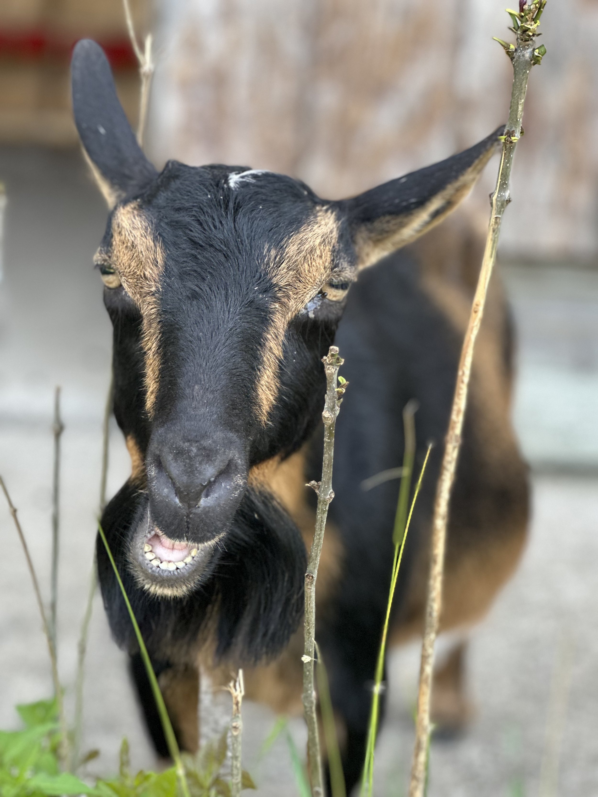 An older black and tan goat with white markings, standing among tall, thin branches and green grass, appearing to be smiling or baaing.