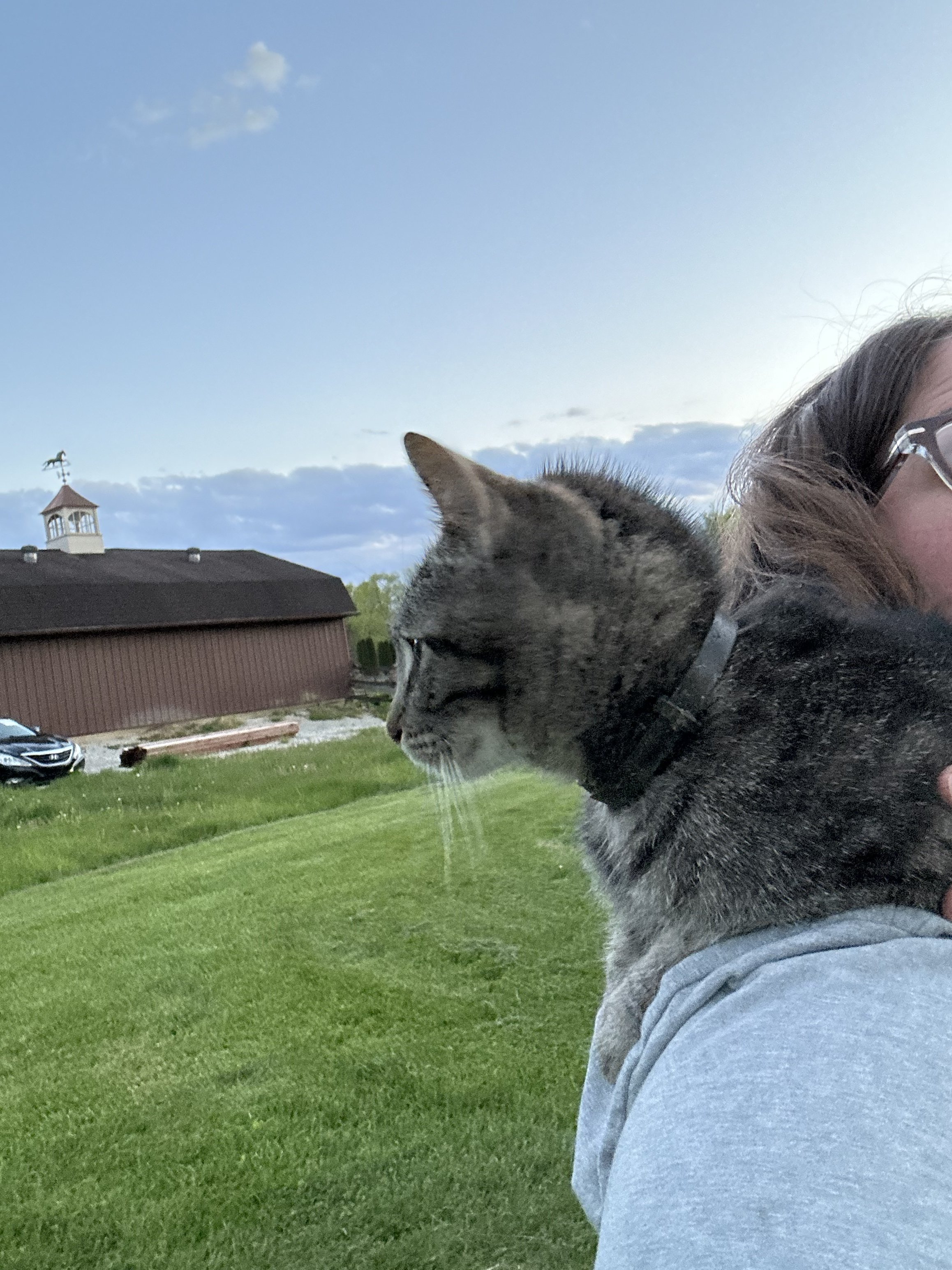 A person wearing glasses and a gray shirt holding a gray and black tabby cat outdoors on a green lawn, with a red barn, a black car, a building with a cupola, and a blue sky with some clouds in the background.