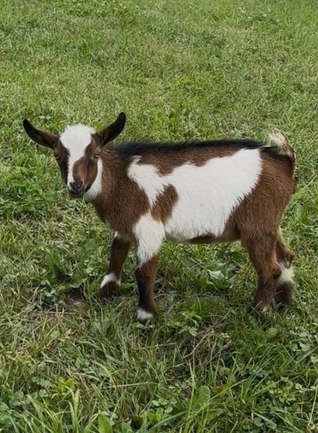 Small goat with brown and white patches standing on green grass.