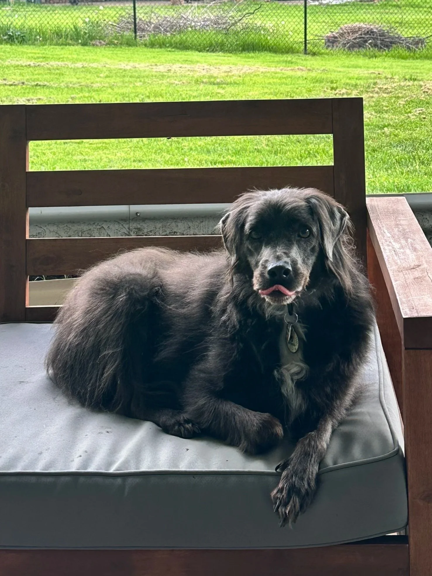 A black and gray mixture dog lying on a cushioned outdoor chair with a backyard and a chain-link fence in the background.