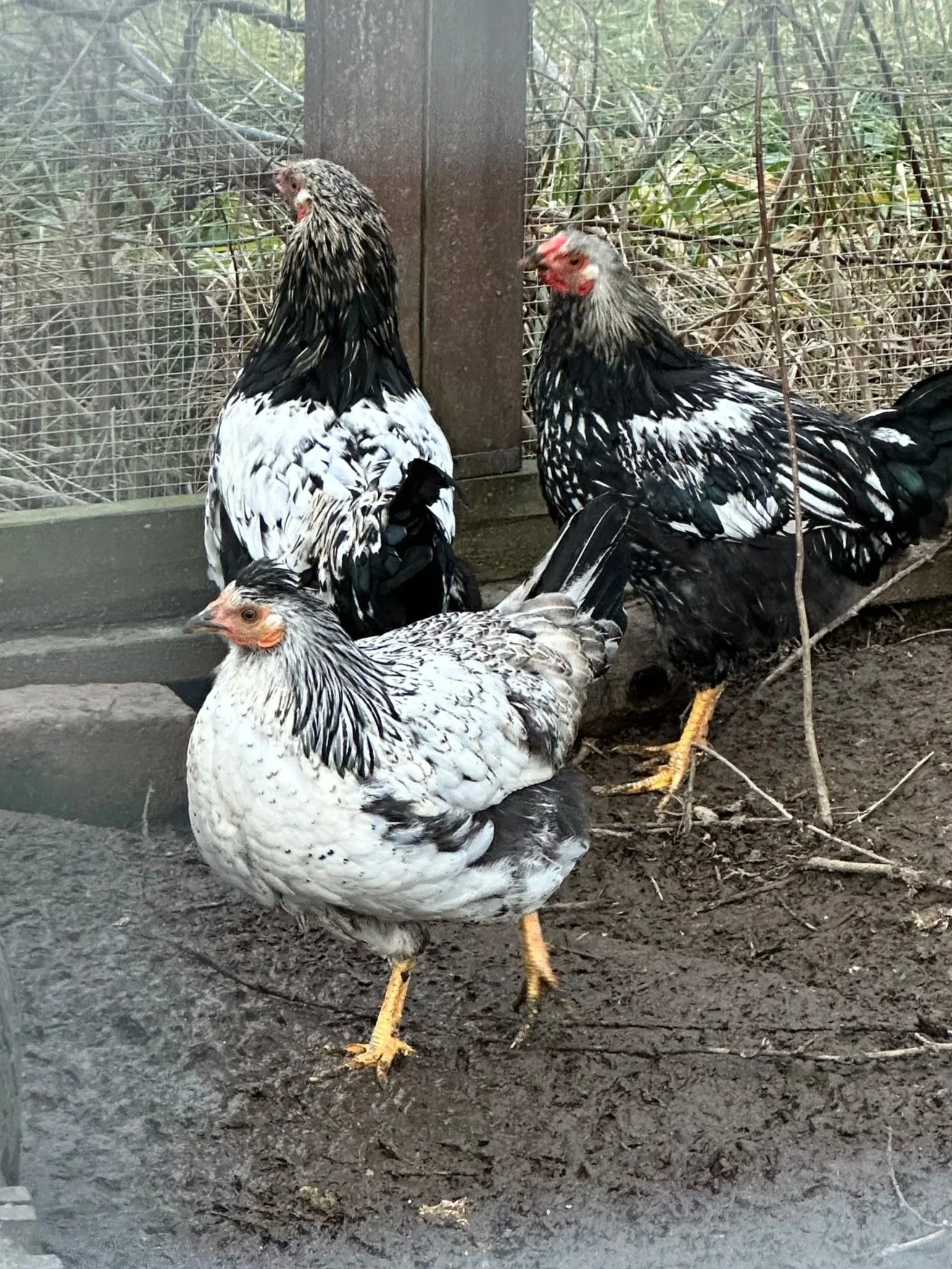 Three chickens, two on the ground and one standing, inside a fenced enclosure with dirt floor and a wooden post, in a natural outdoor setting.