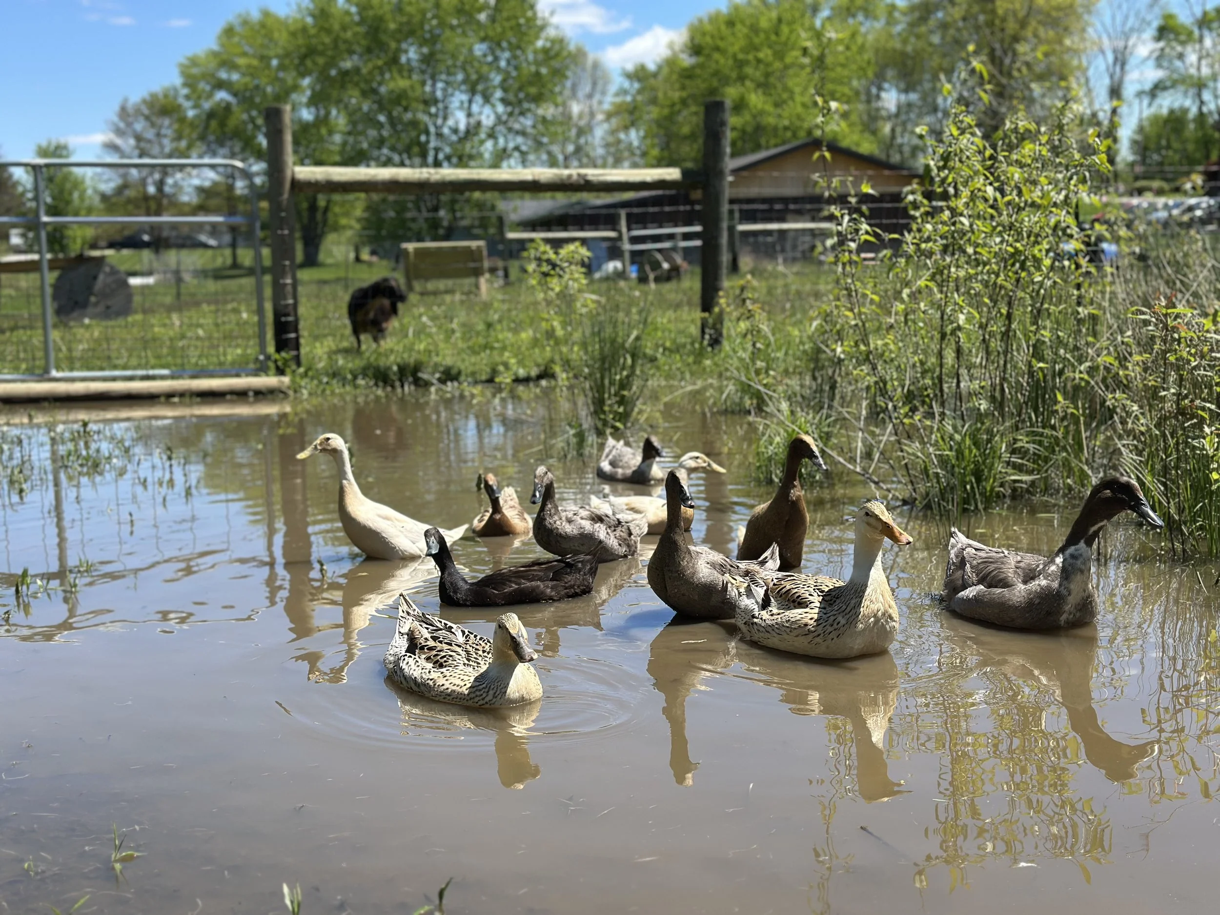 A group of ducks swimming in a pond with green trees, a blurred goat, and a wooden barn in the background.