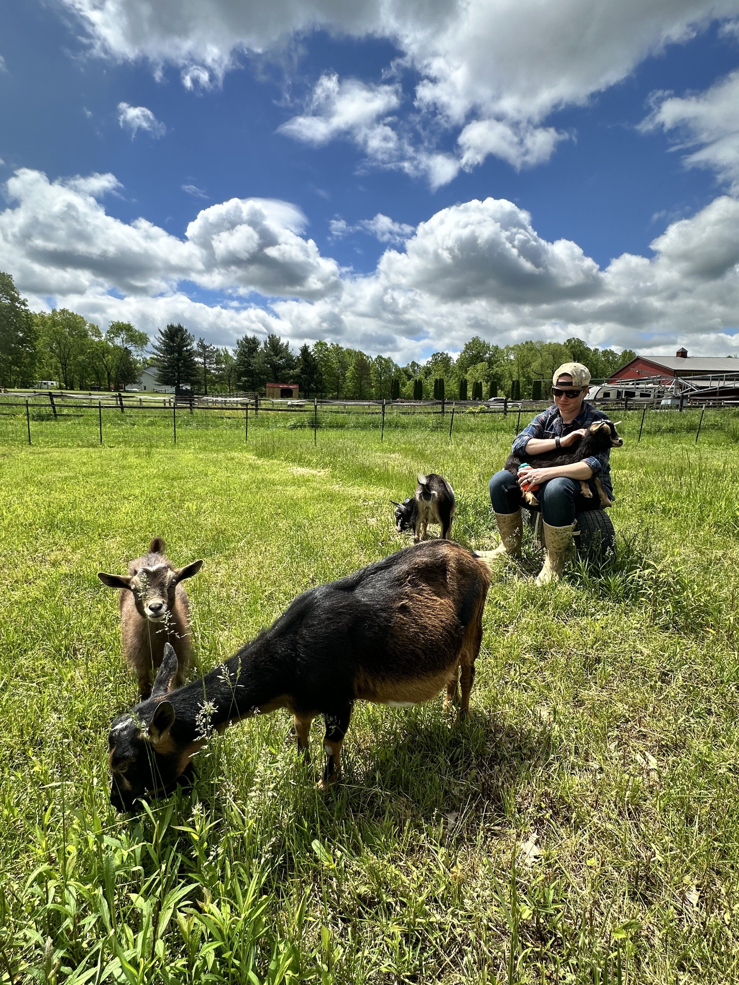 A person sitting on a tractor tire, holding a small goat, on a grassy field with goats grazing, fencing, trees, and buildings in the background under a partly cloudy sky.