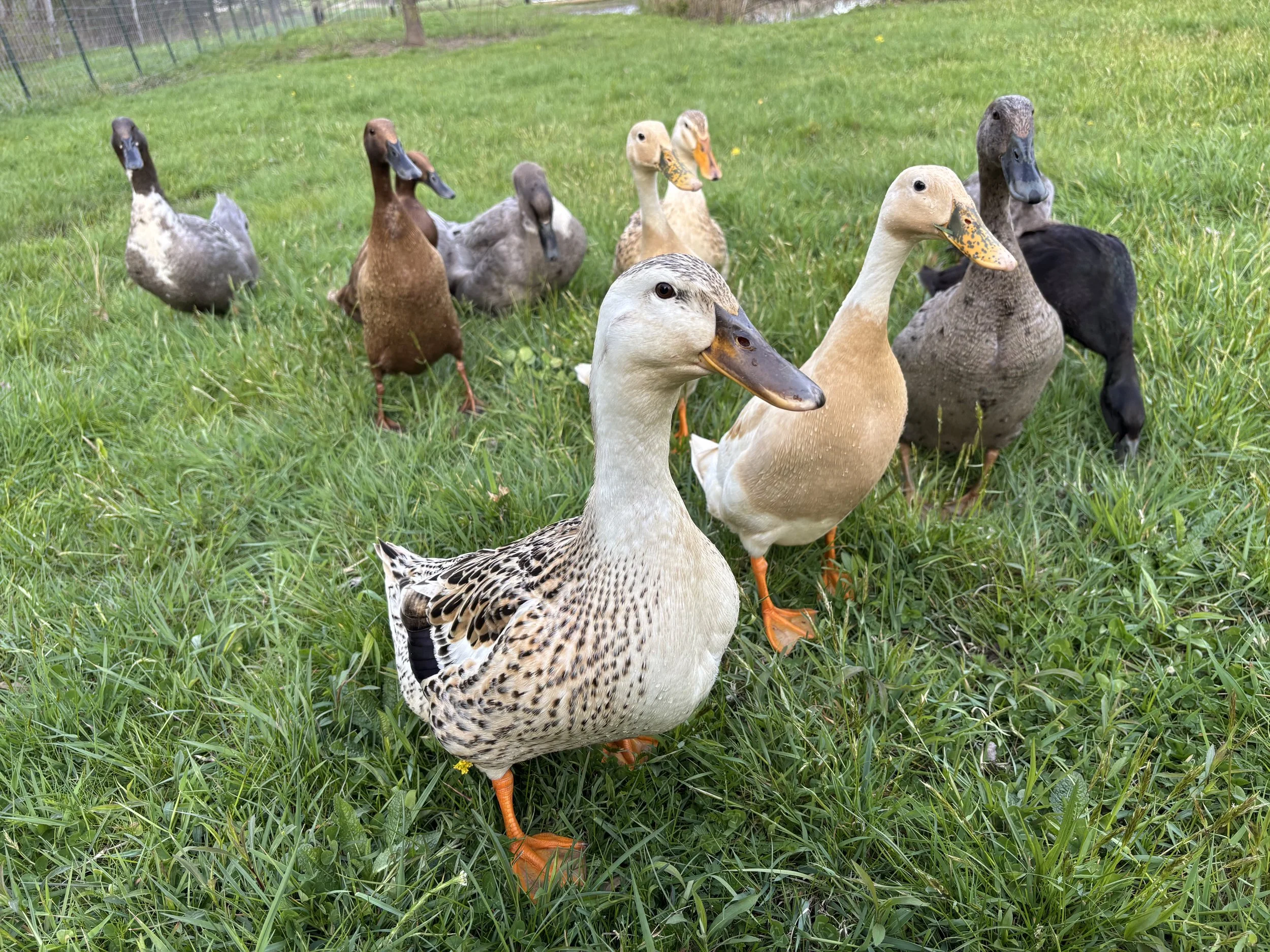 Group of ducks standing and walking on green grass in a fenced outdoor area.