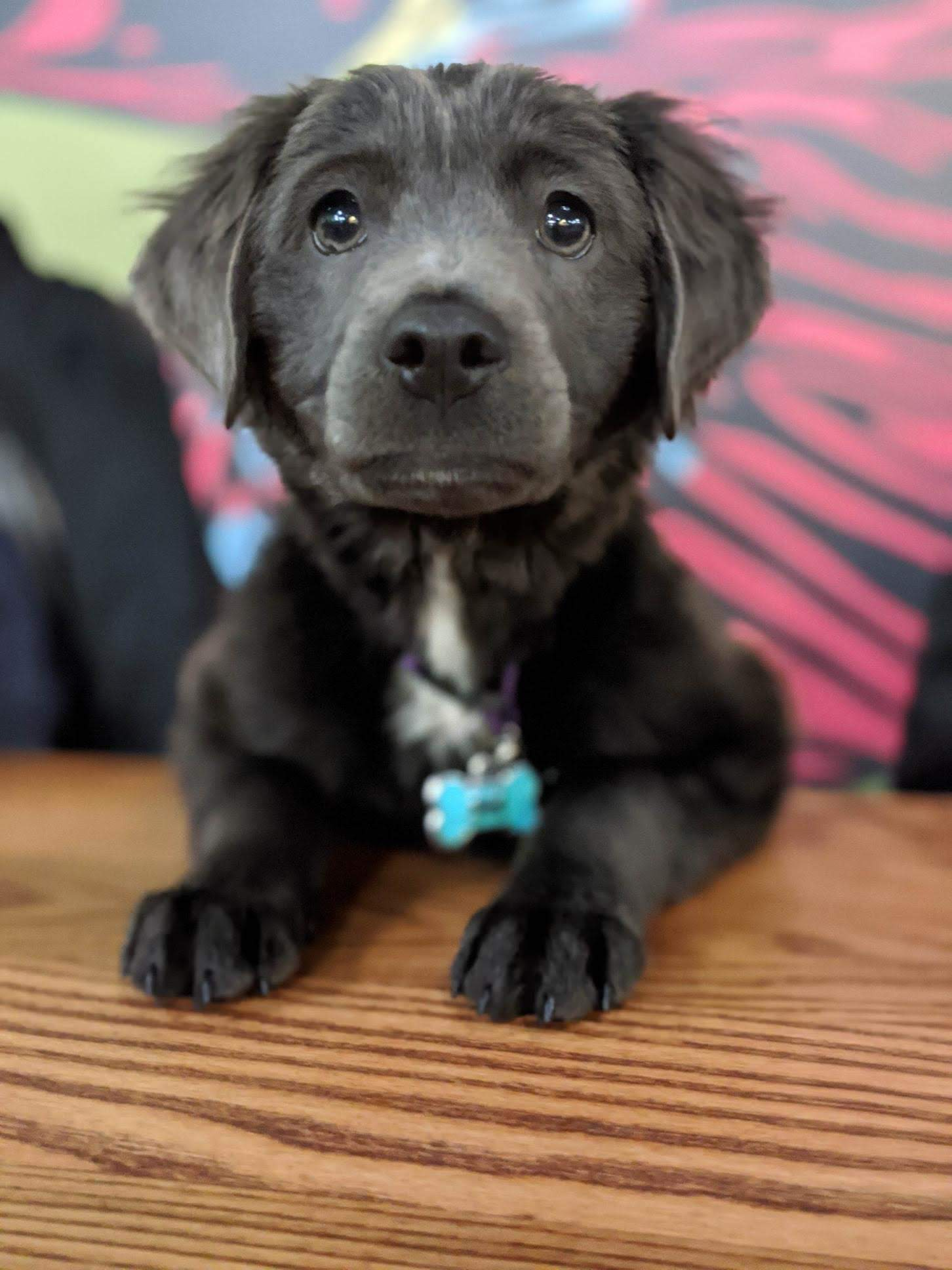 A black puppy with droopy ears and a white patch on its chest, sitting on a wooden surface. It has shiny eyes and a blue bone-shaped collar tag. The background is blurry with a pinkish pattern.