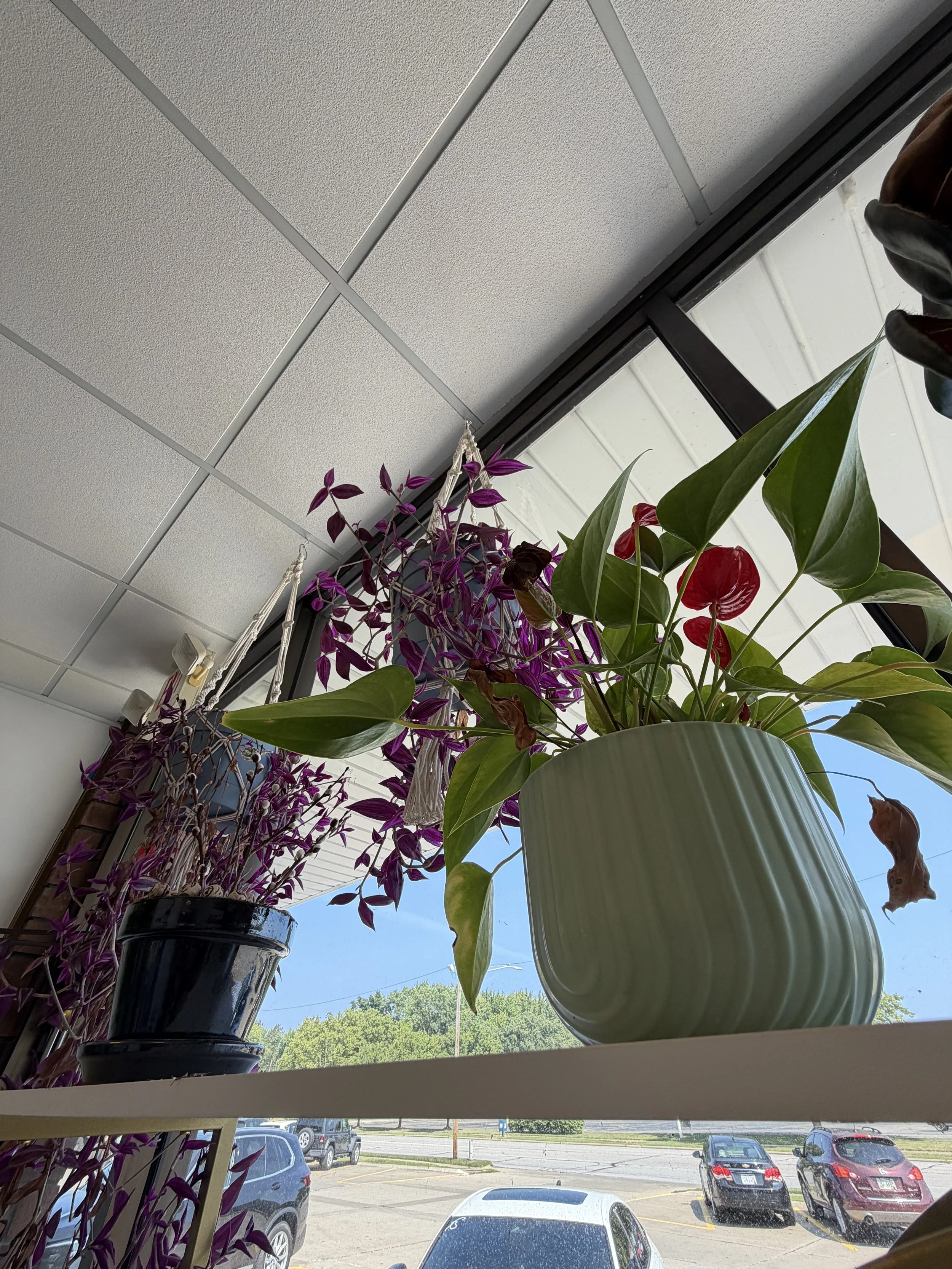 Lobby Floras