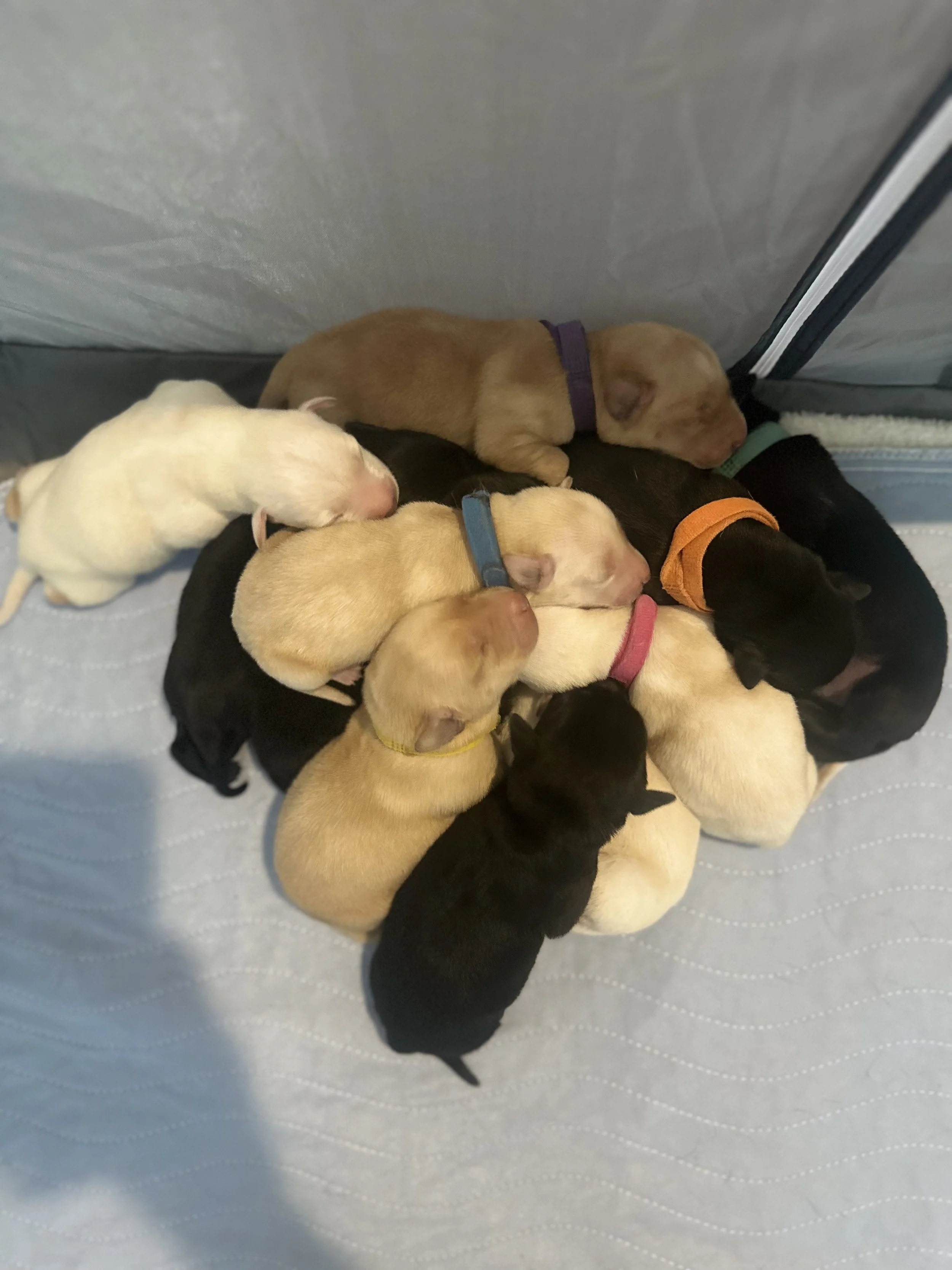 Several sleeping puppies snuggled together, resting on a soft surface, with some wearing colorful collars.