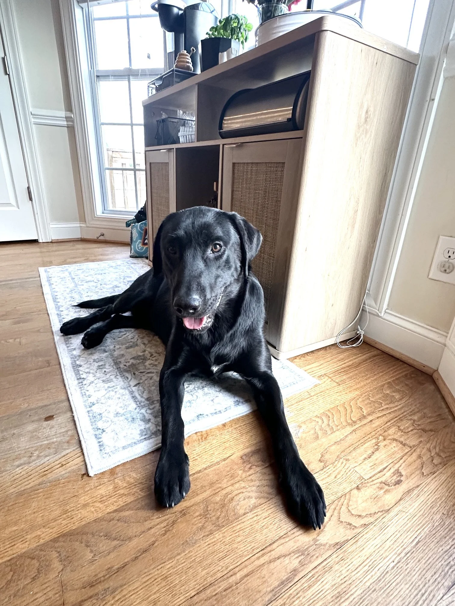A black dog lying on a wooden floor in front of a beige rug, with a kitchen cabinet and window in the background.