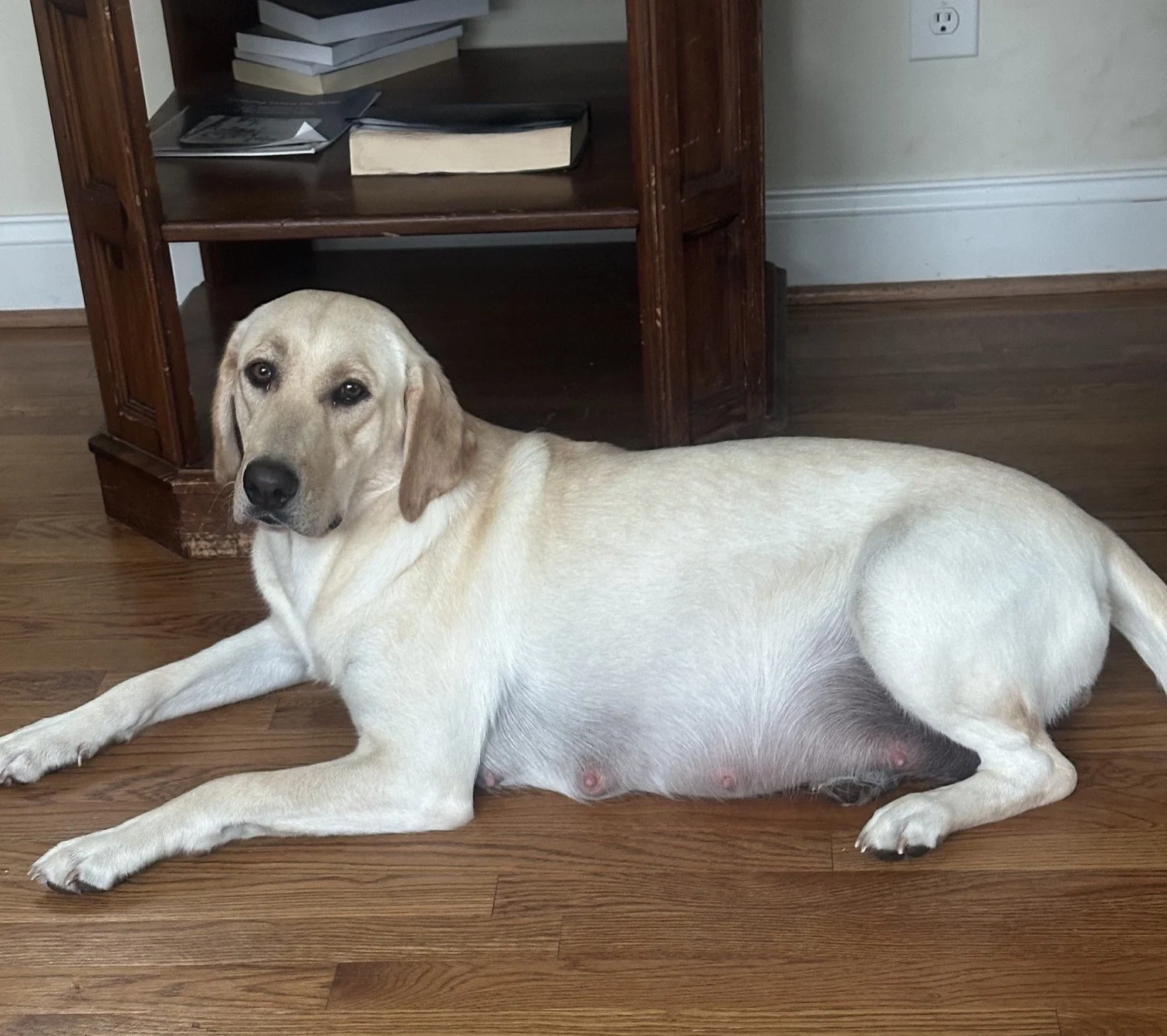 A yellow Labrador retriever dog lying on a wooden floor in front of a wooden bookshelf with books and papers.