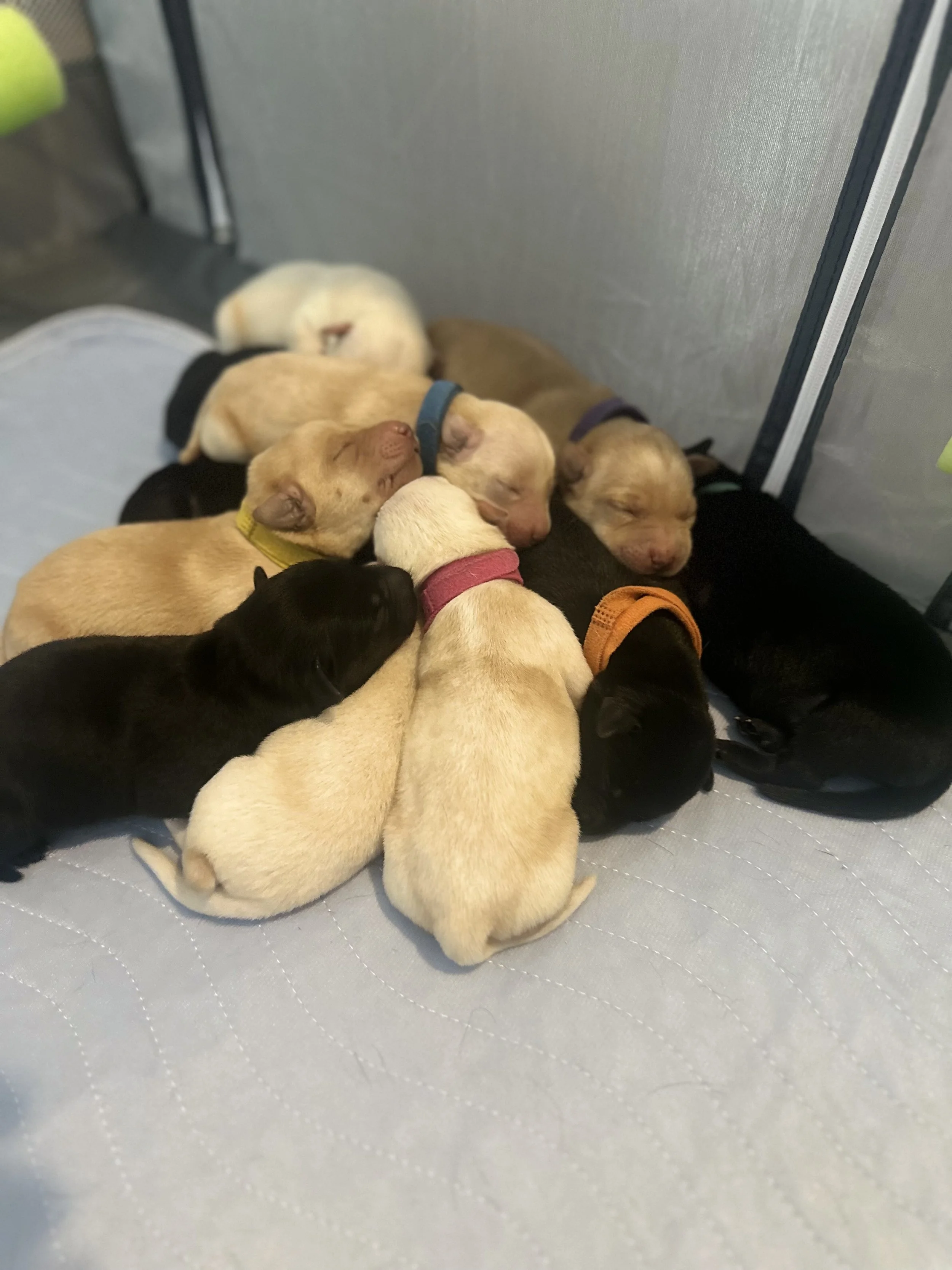 Group of sleeping puppies of various colors and collars, laying on a quilted surface inside a tent.