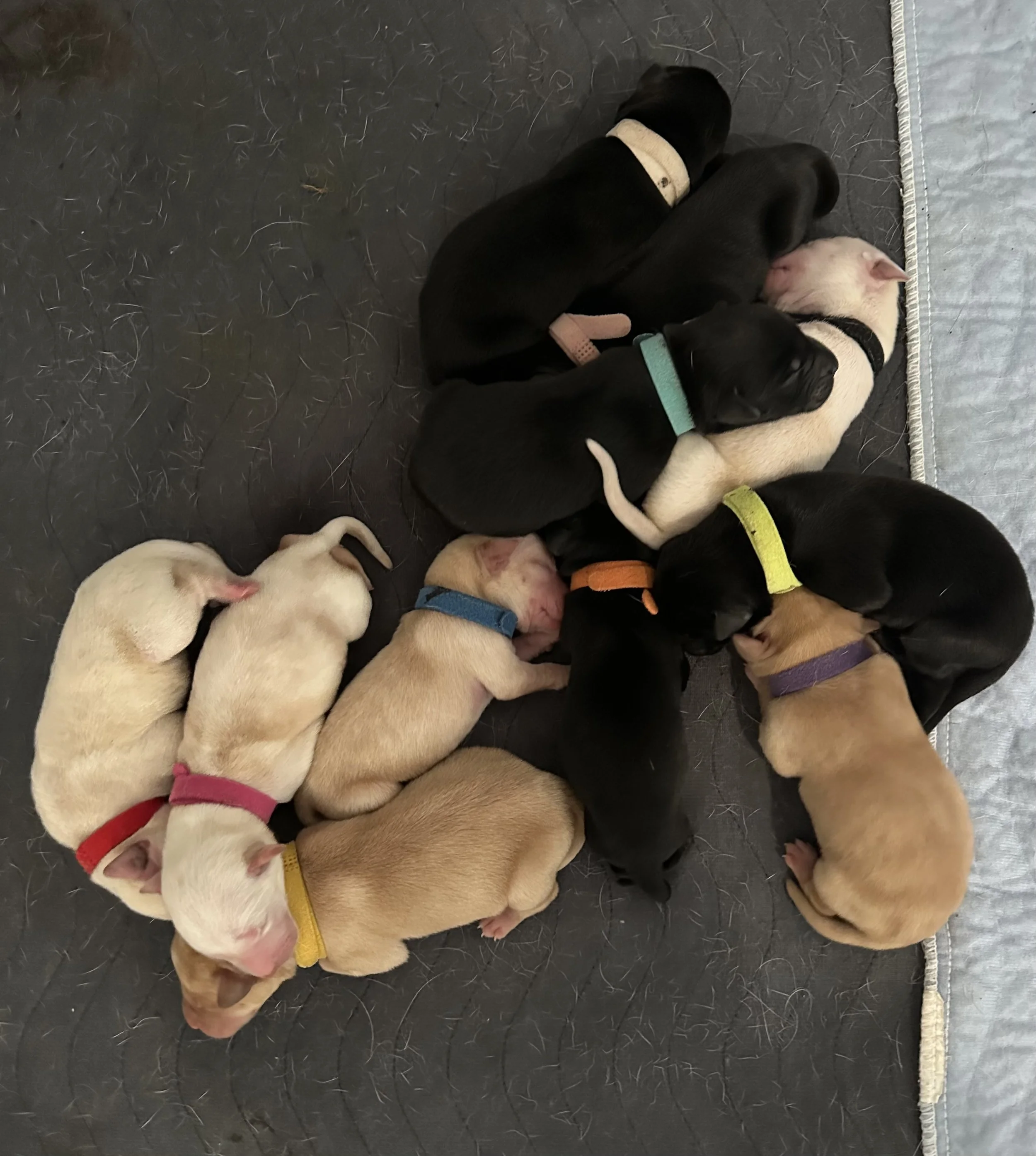 Multiple puppies lying and cuddling together on a black rubber mat, some wearing colorful collars.