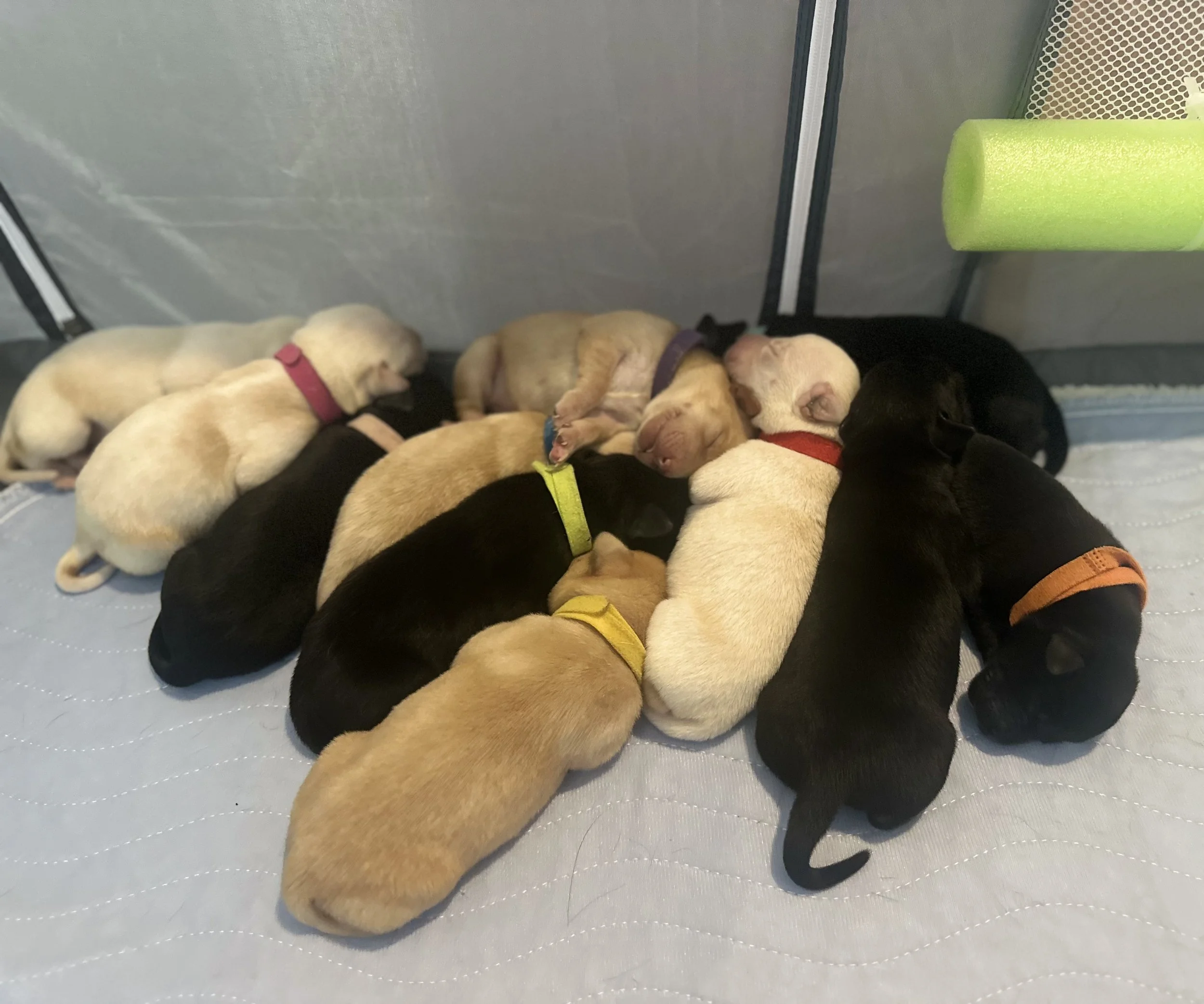 Group of sleeping puppies in a row on a light-colored surface.