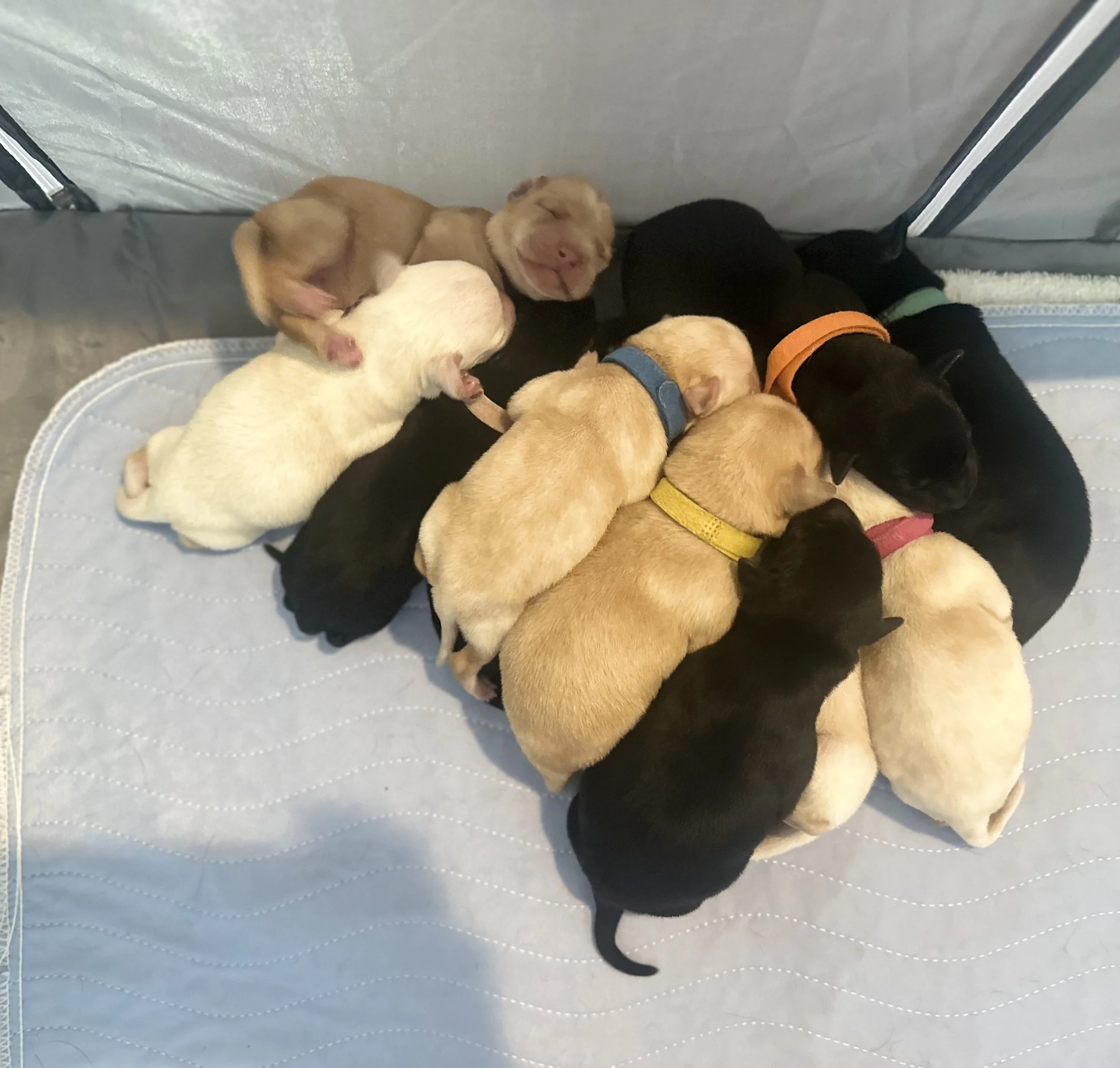 A group of newborn puppies, including various colors such as cream, black, and brown, are lying together on a quilted surface with closed eyes and small, delicate features, indicating they are very young.