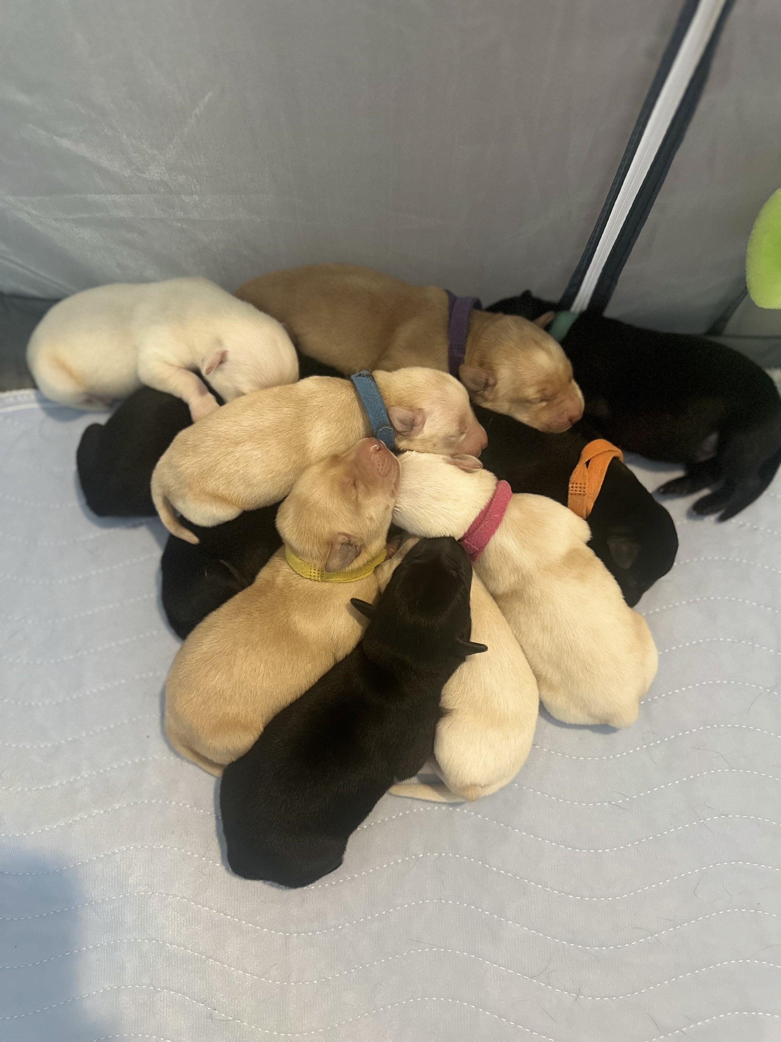 A group of newborn puppies, mostly in black, white, cream, and brown, sleeping closely together on a padded surface.
