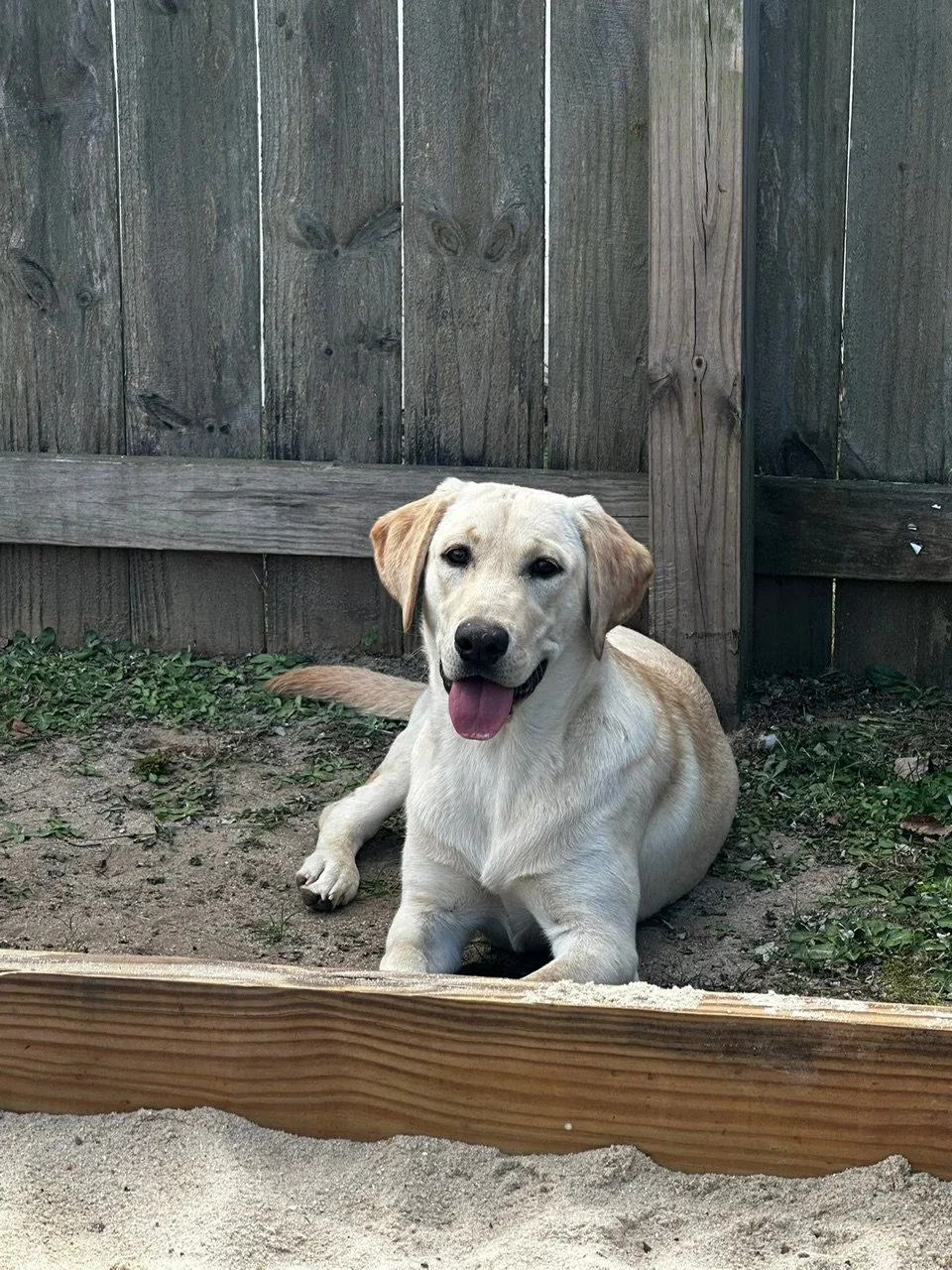 A happy yellow Labrador puppy lying on dirt with a wooden fence in the background.