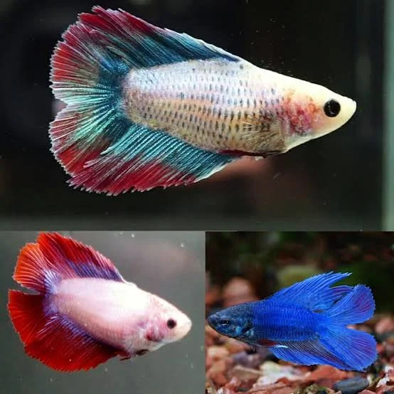 Betta Double Tail MIX femelle