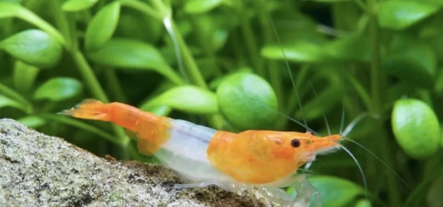 Crevette Rili Orange