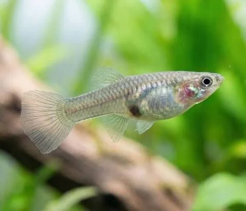 Guppy Endler MIX femelle