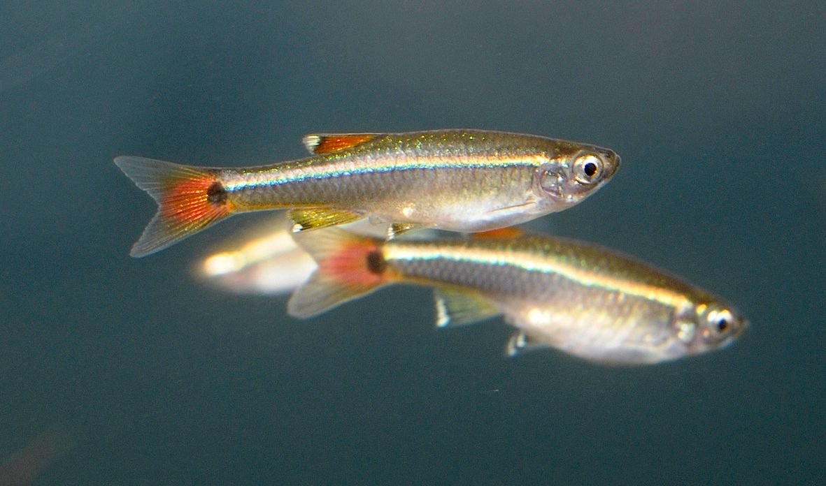Tanichthys-albonubes.jpg