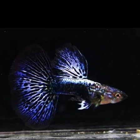 Guppy Blue Dragon male