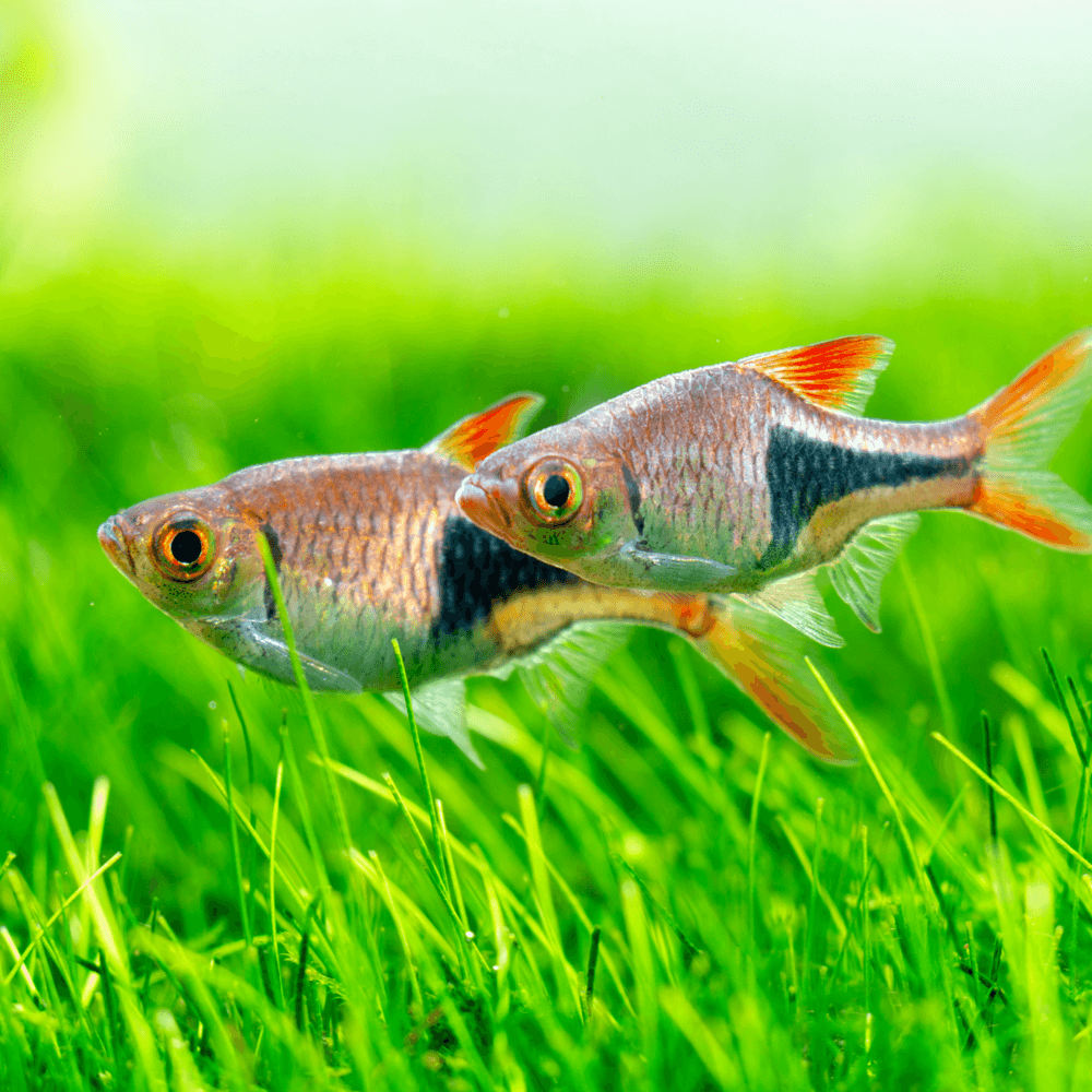 trigonostigma-heteromorpha-m-l-rasbora-arlequin.png