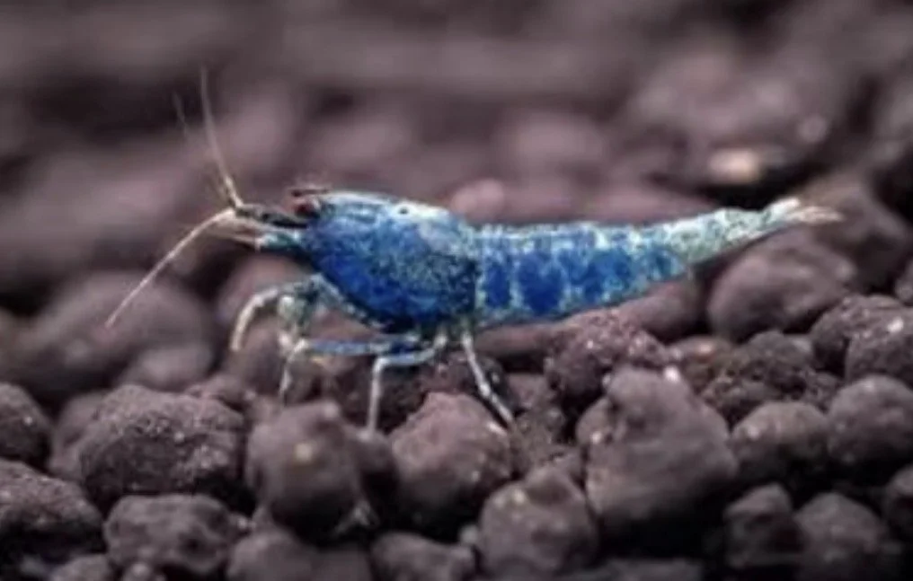 Crevette Blue Bolt