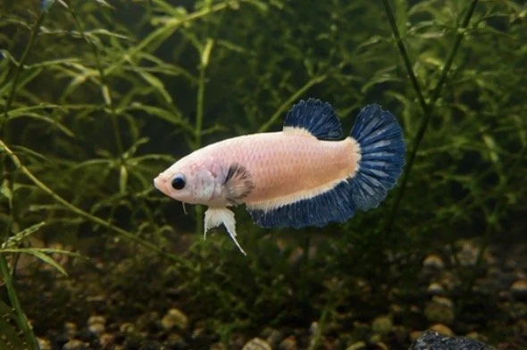Betta Blue rim femelle