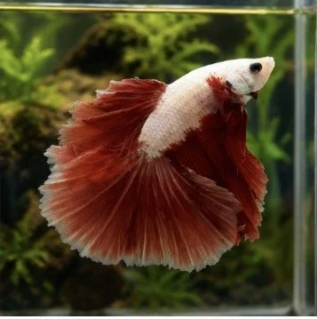 Betta Red Dragon halfrmoon  male