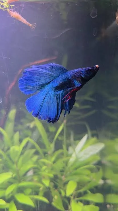 Betta Double Tail MIX male