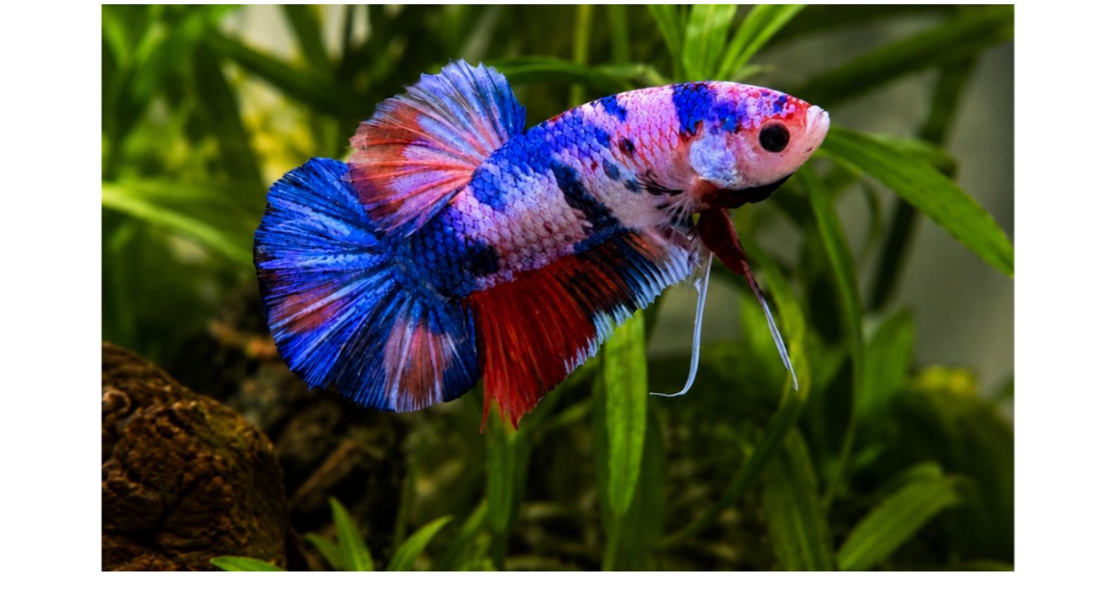 Betta GIANT koi male