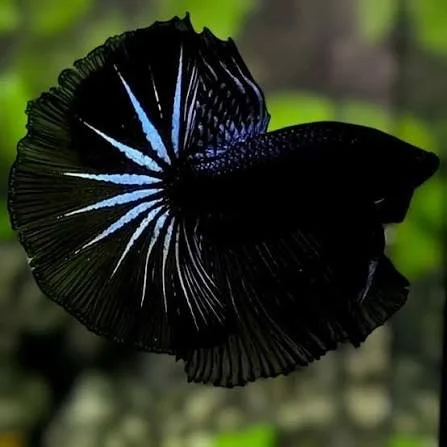 Betta Black Orchid halfmoon male