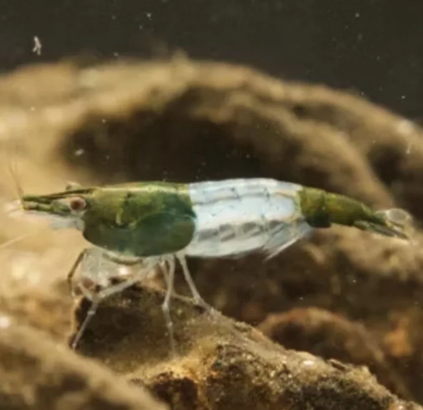 Crevette Rili Green