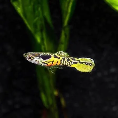 Guppy Endler Yellow Tiger male