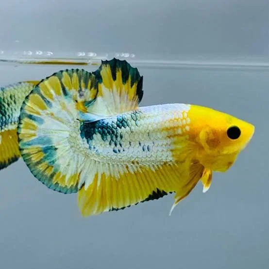 Betta Yellow Fancy Plakat male