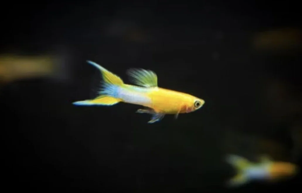 Guppy endler Golden blue Japan