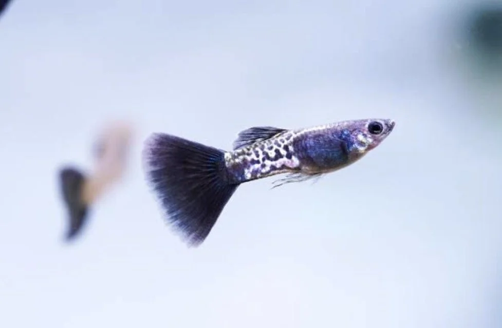 Guppy Cobra Black metal mâle