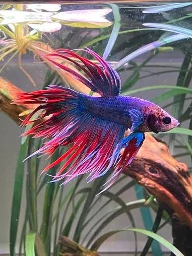 Betta Crowntail MIX male