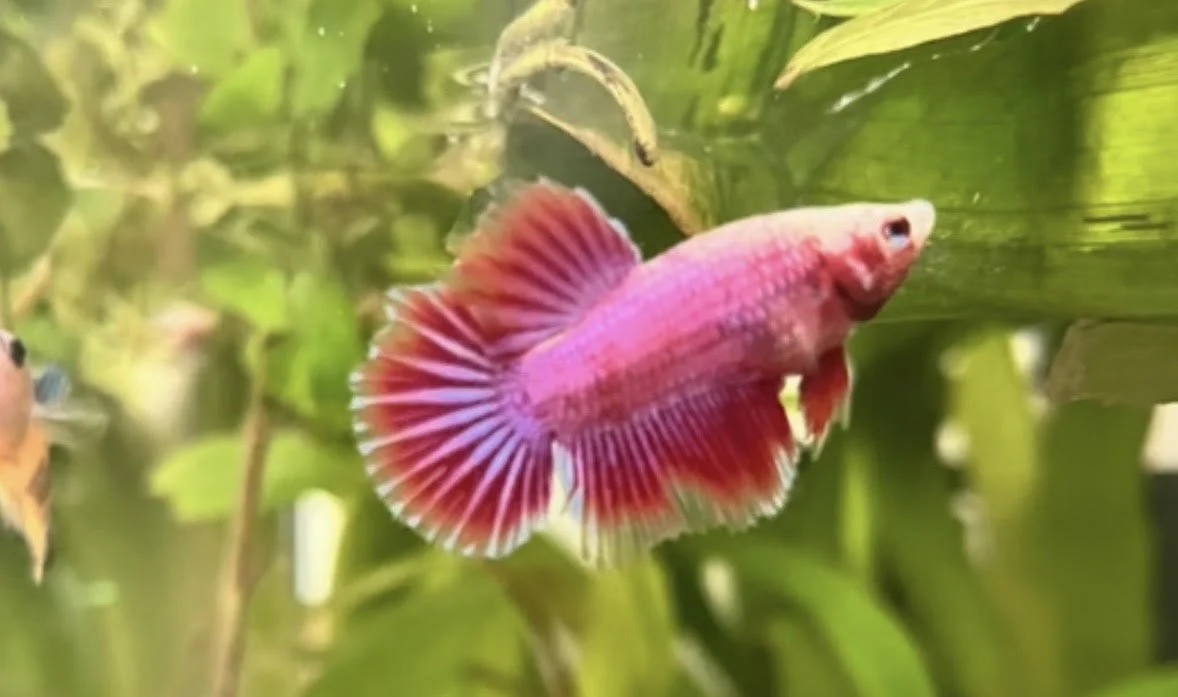 Betta MIX  Halfmoon femelle
