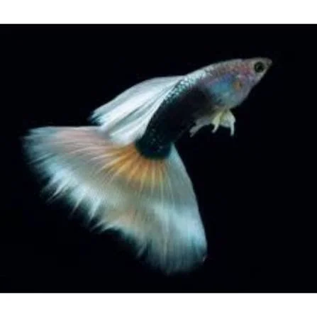 Guppy HB Pastel male