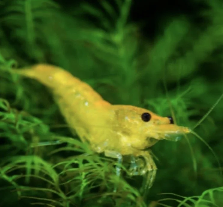 Crevette Yellow Néon
