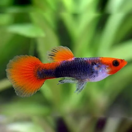 Guppy Koi Tuxedo male